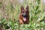BERGER ALLEMAND 403